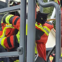katze.jpg