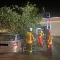 Baum auf Haus3.jpg